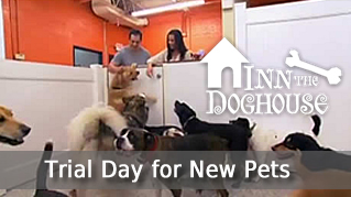 Trial day for pets new to ITD