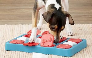 Benefits of Brain Training for Dogs - DogPerDay